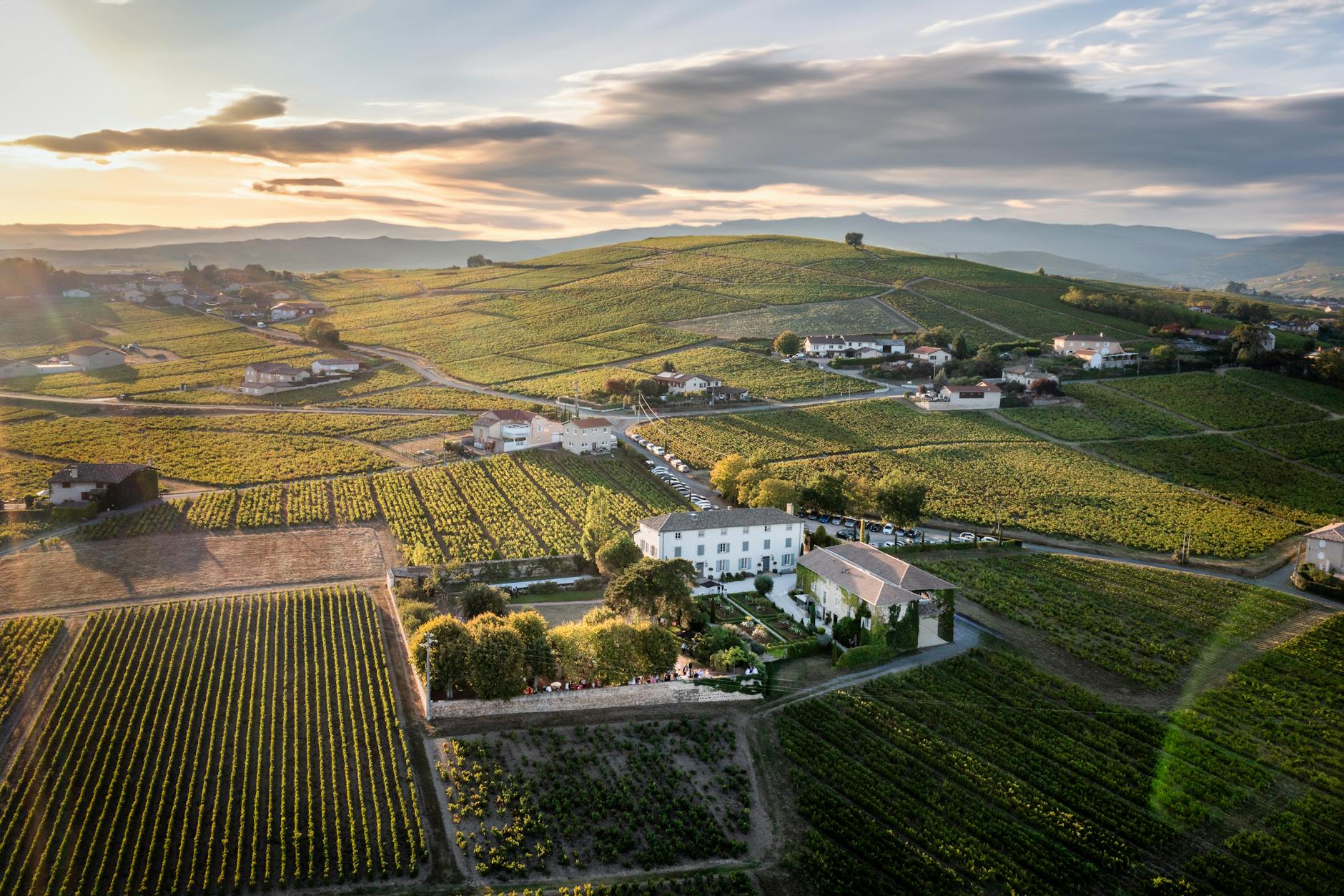 Le Gamay: Osez Beaujolais