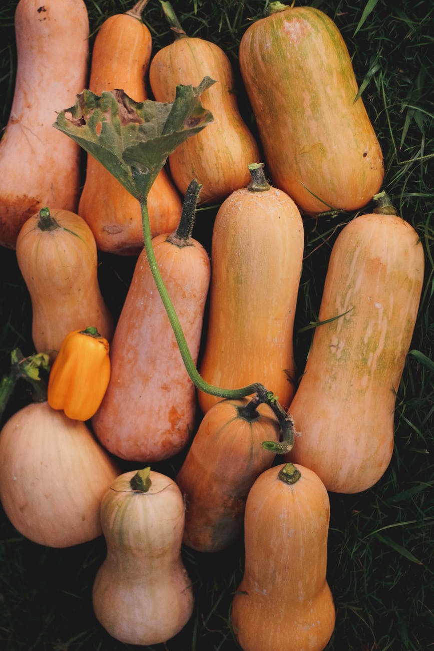 Butternut : la courge douillette de l’automne